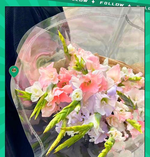 剑兰花送给学生代表什么花语？