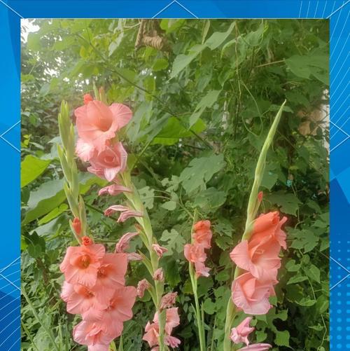 剑兰花送给学生代表什么花语？