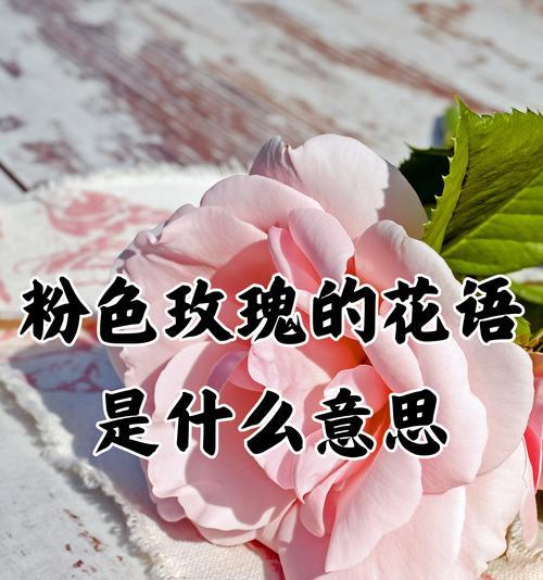玫瑰花语有哪些含义？