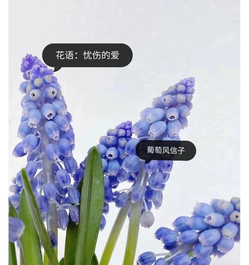 蓝色花品种有哪些独特的花语？