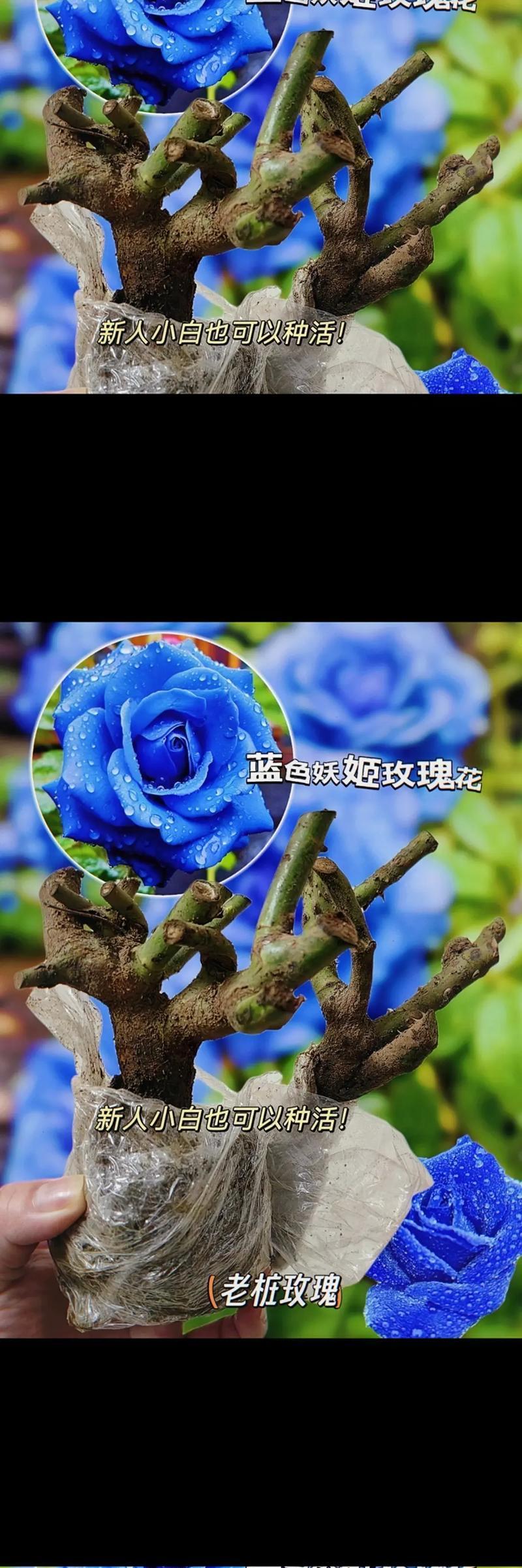 蓝色花品种有哪些独特的花语？