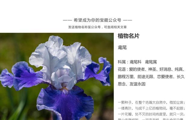 鲜花使者安娜的花语是什么？这种花语传递了怎样的信息？