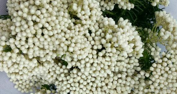 爆炸米花的花语有何特别之处？它通常用来表达什么？