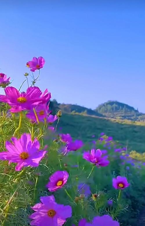 箭袋树的寓意花语是什么？它传递了怎样的信息？