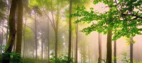 箭袋树的寓意花语是什么？它传递了怎样的信息？