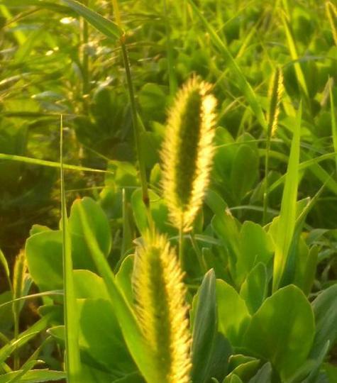 箭袋树的寓意花语是什么？它传递了怎样的信息？