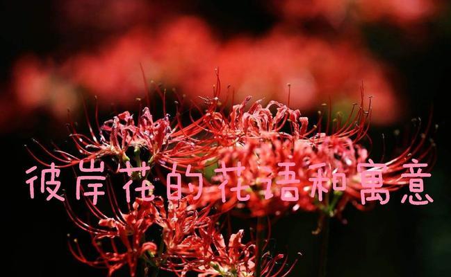 床单花语代表的花卉有哪些？它们象征着什么？