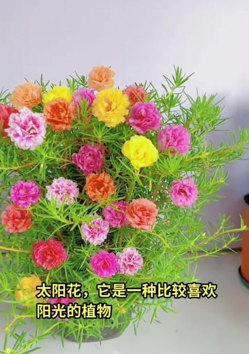 太阳花的花语是什么？为何人们会感到迷糊？