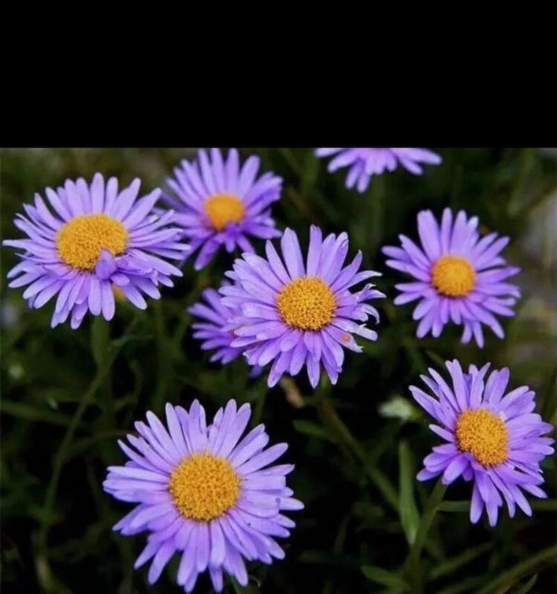 小雏菊的花语代表什么？它象征着什么？