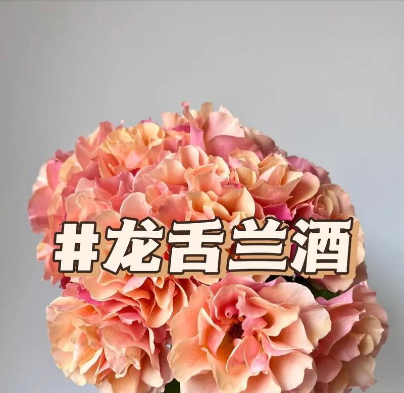 龙舌兰的花语代表什么？
