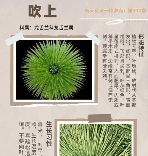 龙舌兰的花语代表什么？