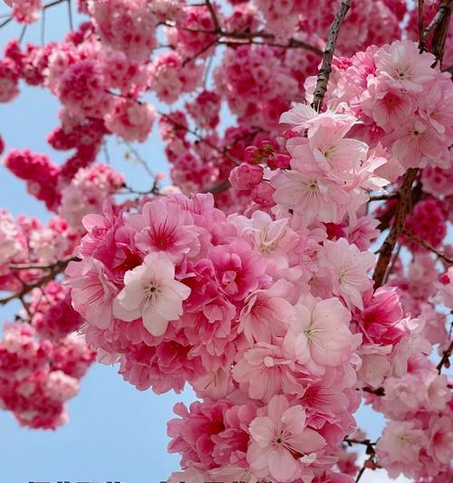 白樱花的花语是什么？樱花如何传达纯洁与希望？