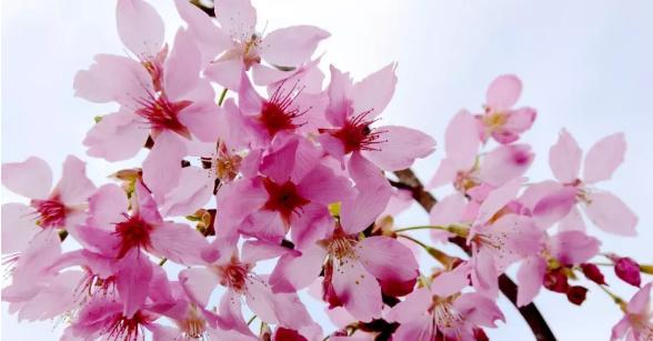 白樱花的花语是什么？樱花如何传达纯洁与希望？
