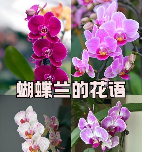 哪种花的花语象征着幸福？