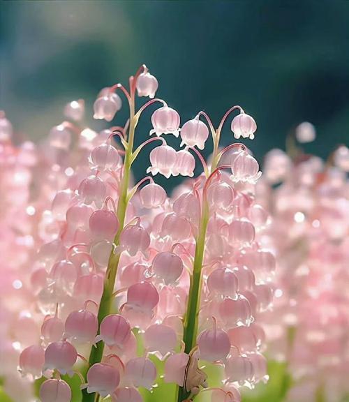 哪种花的花语象征着幸福？