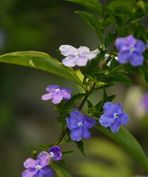 冰兰茉莉的花语是什么？冰兰茉莉象征着哪些美好品质？