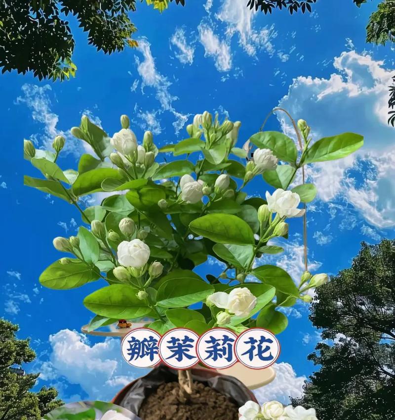 冰兰茉莉的花语是什么？冰兰茉莉象征着哪些美好品质？