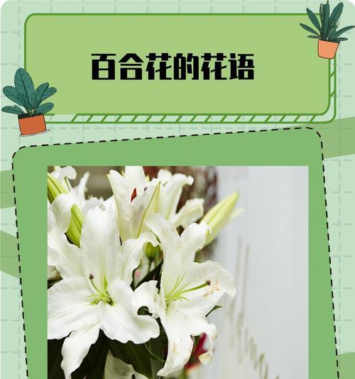 百合花的花语有哪些代表性含义？