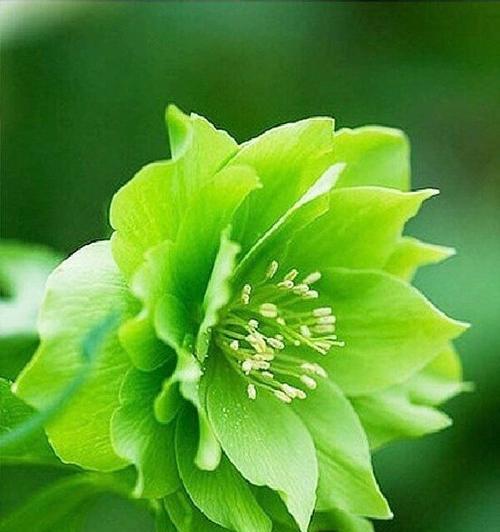 绿色花朵的花语和寓意是什么？