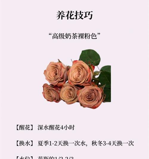 绿色玫瑰的花语和寓意是什么？