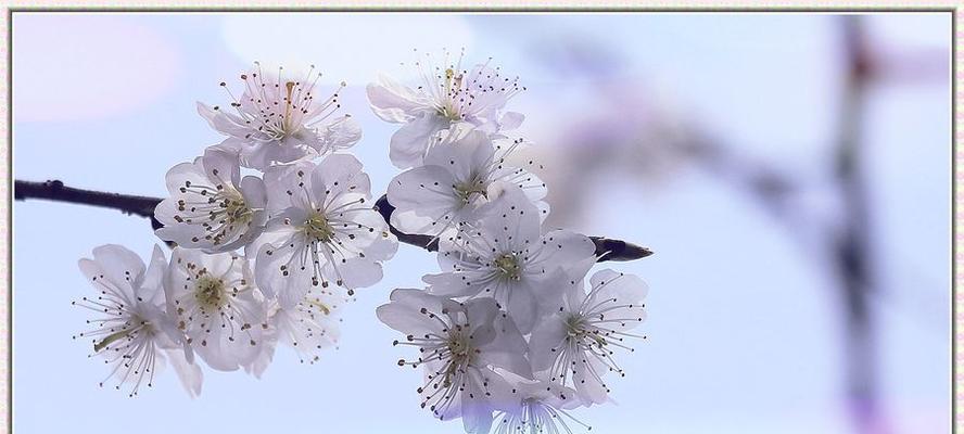 樱桃花的花语有哪些？代表什么意义？