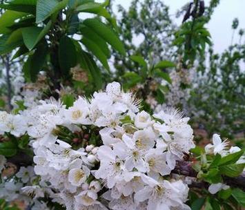 樱桃花的花语有哪些？代表什么意义？