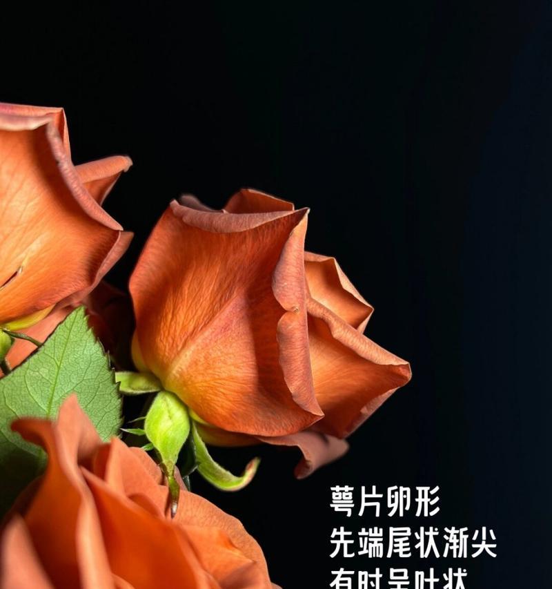 哪种花语代表婉拒表白？