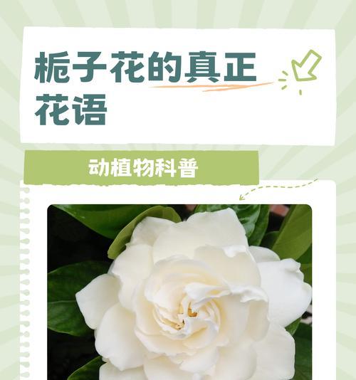 表达不相信爱的花语有哪些？