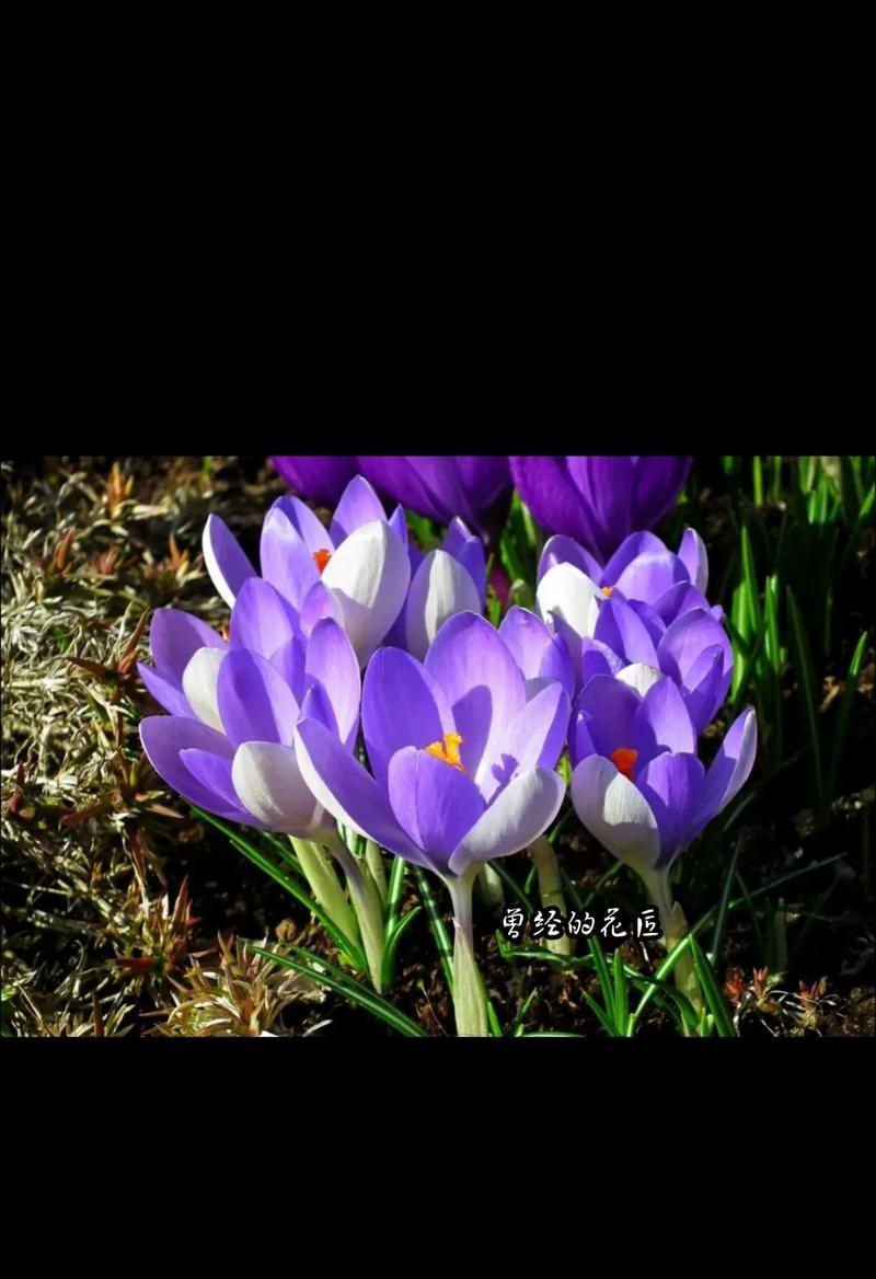 表达不相信爱的花语有哪些？