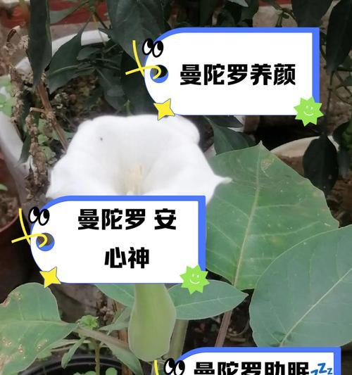山茶花与曼陀罗花语有何不同？