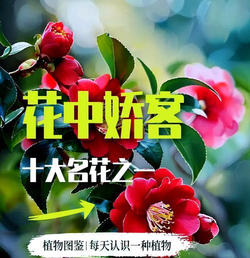 山茶花与曼陀罗花语有何不同？