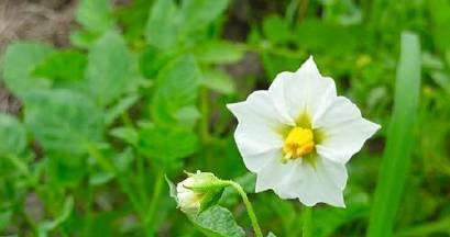 洋芋的花语是什么？它有何特别含义？