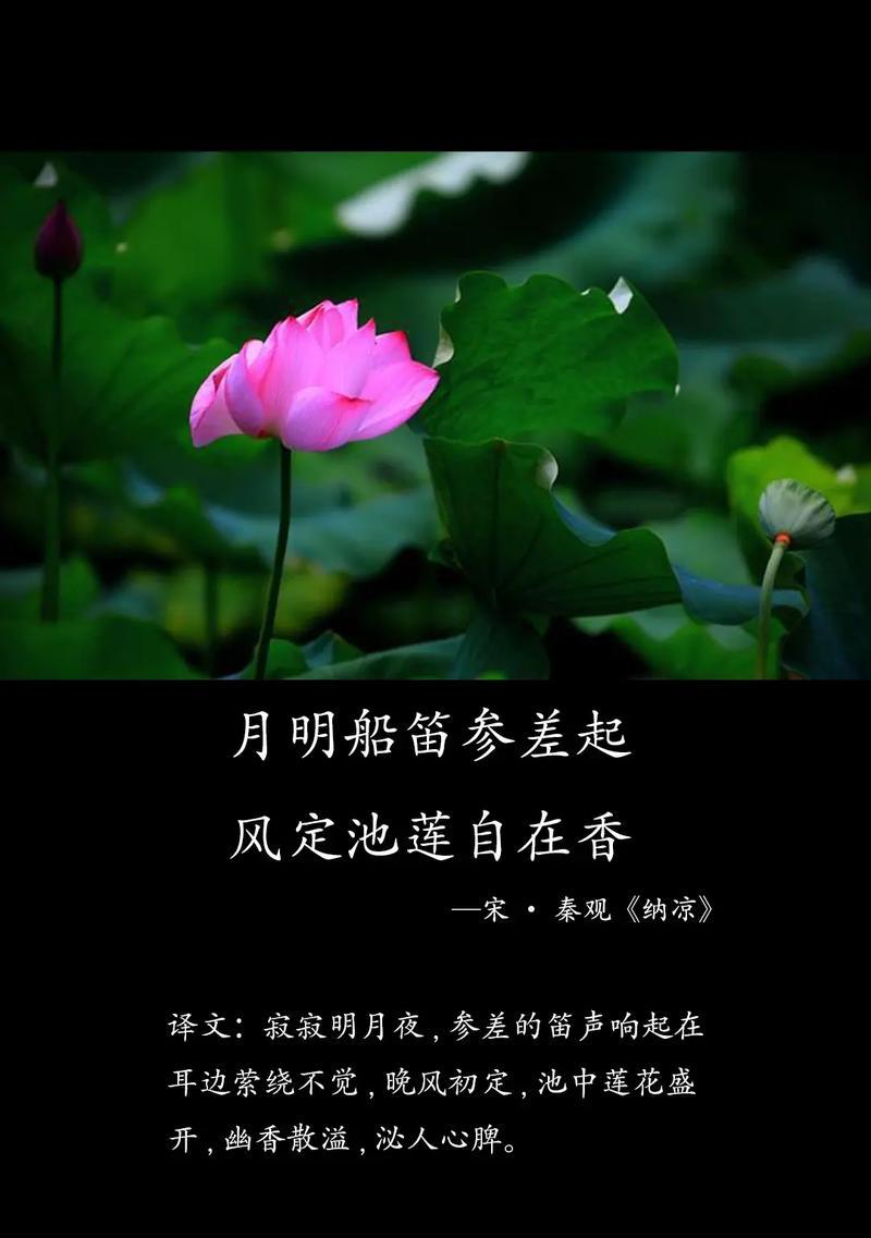 荷花的花语和寓意有何不同？