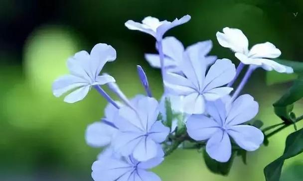 哪种花象征芬兰？其花语有何含义？