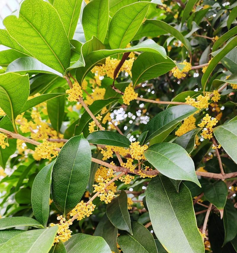 哪种花象征芬兰？其花语有何含义？