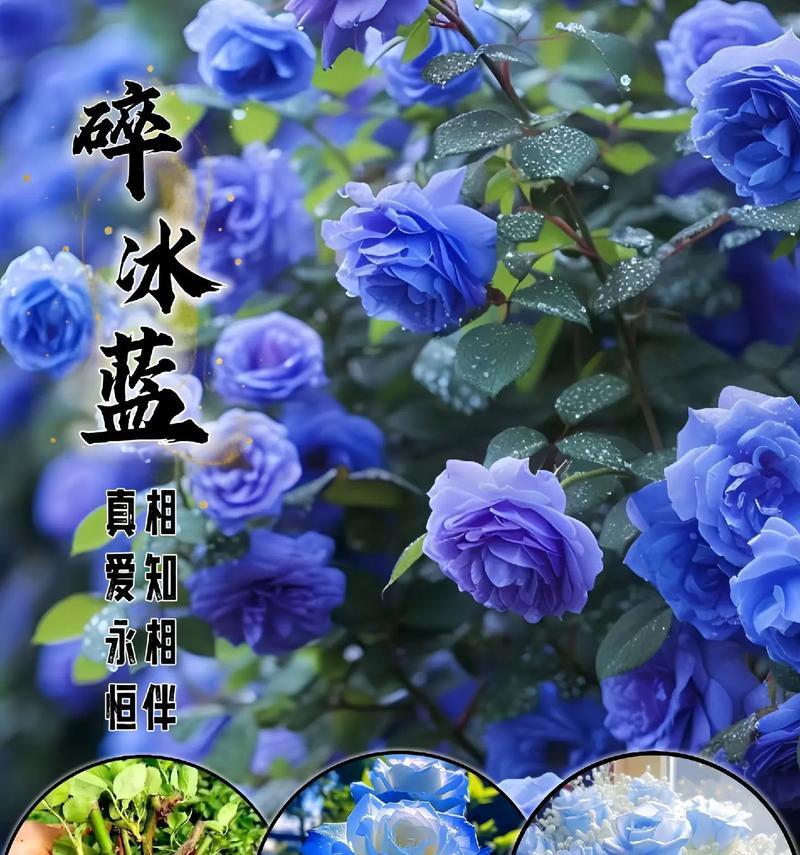 可燃冰的花语代表什么？