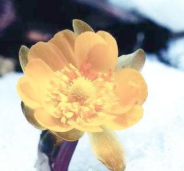 可燃冰的花语代表什么？
