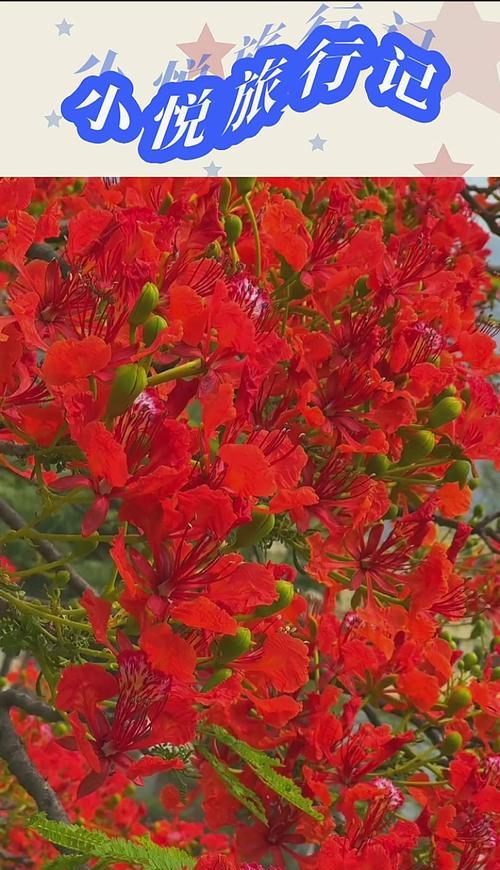 凤凰花的花语代表了什么？