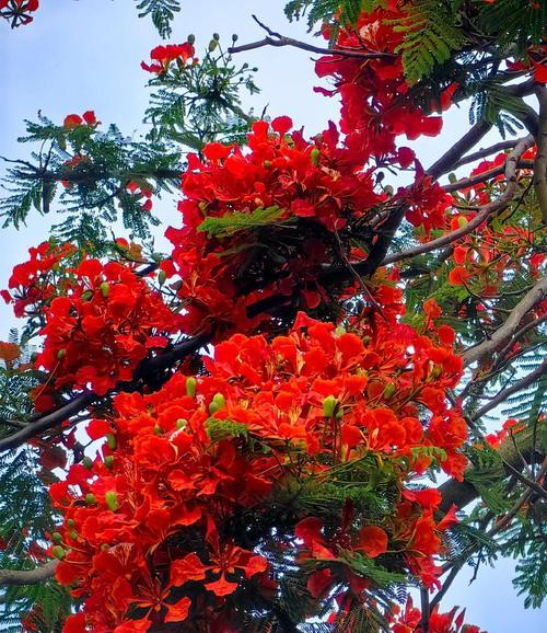 凤凰花的花语代表了什么？