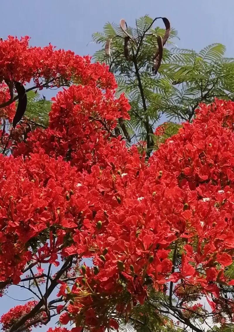 凤凰花的花语代表了什么？