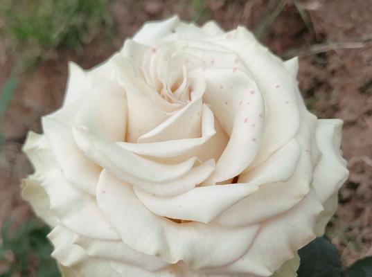 玫瑰与月季花语有何不同？它们各自代表什么？