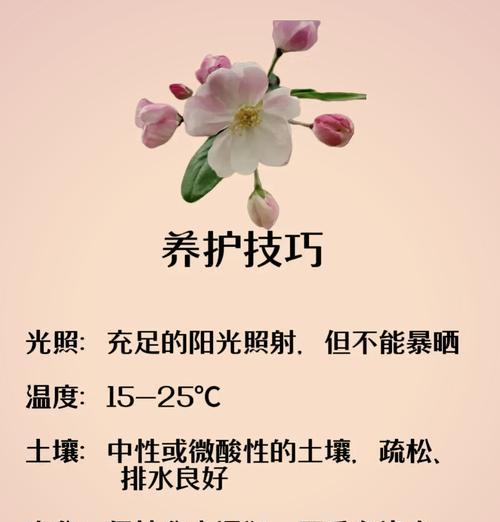 木瓜海棠开花时的花语有何寓意？