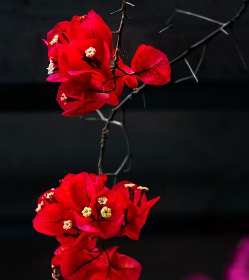 哪种花的花语象征永恒的真爱？它背后的意义是什么？