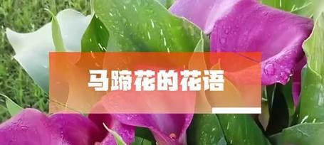 哪种花的花语象征永恒的真爱？它背后的意义是什么？