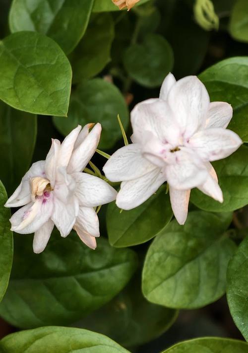 茉莉小菊的花语有何含义？它象征着什么？