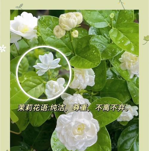 茉莉小菊的花语有何含义？它象征着什么？