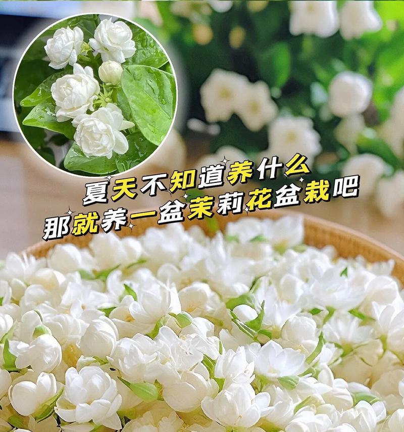 茉莉小菊的花语有何含义？它象征着什么？