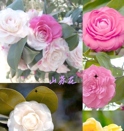 茶的所有花语是什么？茶花的寓意有哪些？