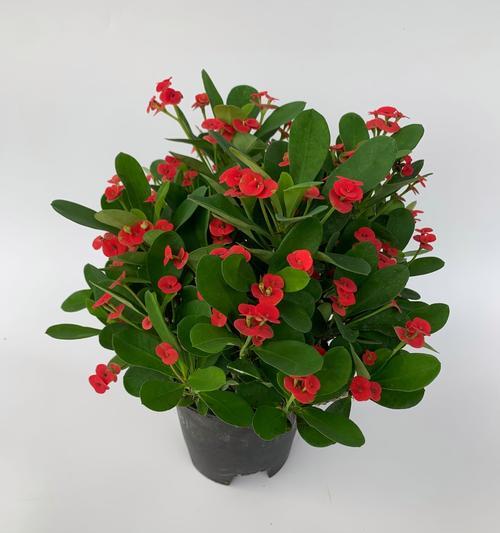 虎刺梅铁海棠的花语代表什么？