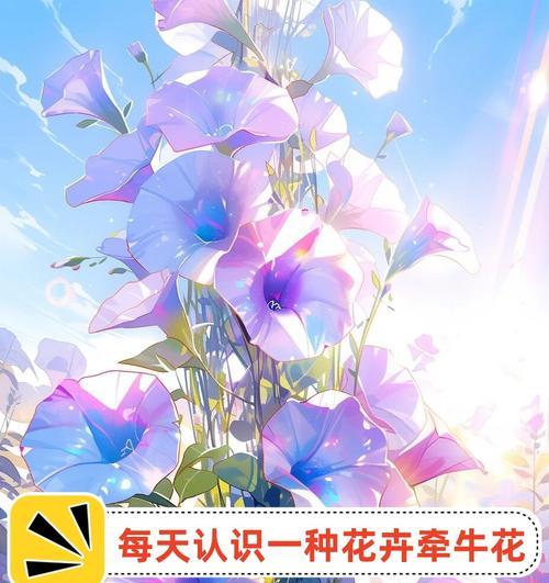 19的花语代表什么？如何正确理解19的花语？